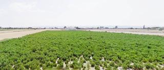 Residential Plot in Campillo. Parcela en el campillo ref 280