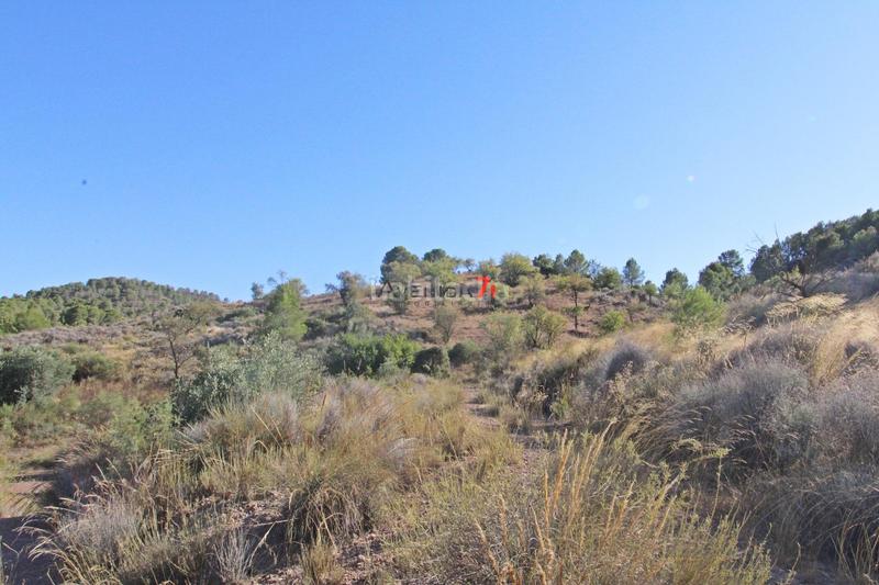 Foto 40bc6918-250c-4777-804f-1d84cc63df8f. Mas dans Parrilla Lorca