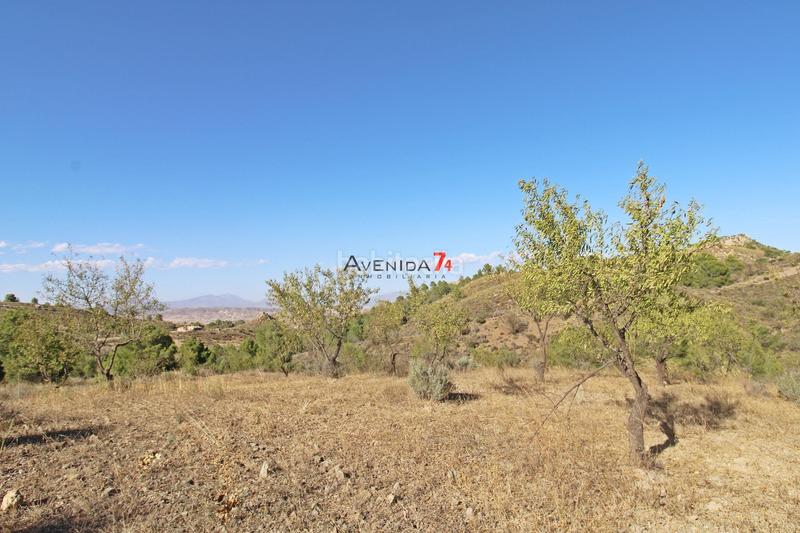 Foto 5bade4a6-5693-4310-bbb1-3bf57b42637e. Mas dans Parrilla Lorca