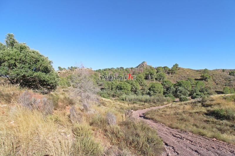 Foto 5c210683-429f-478f-a07f-b5b572bee2fd. Mas dans Parrilla Lorca