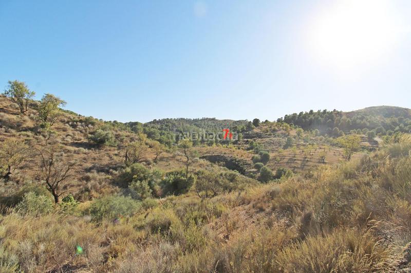 Foto 8a381192-e006-493c-bb75-2f96ac76d166. Mas dans Parrilla Lorca