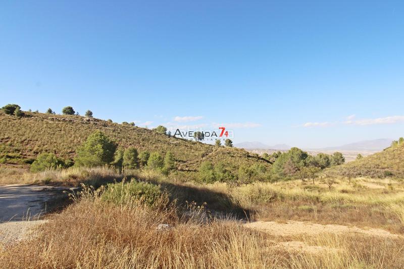 Foto 8ab8e792-67b7-45b3-9599-10c338cf20e6. Mas dans Parrilla Lorca