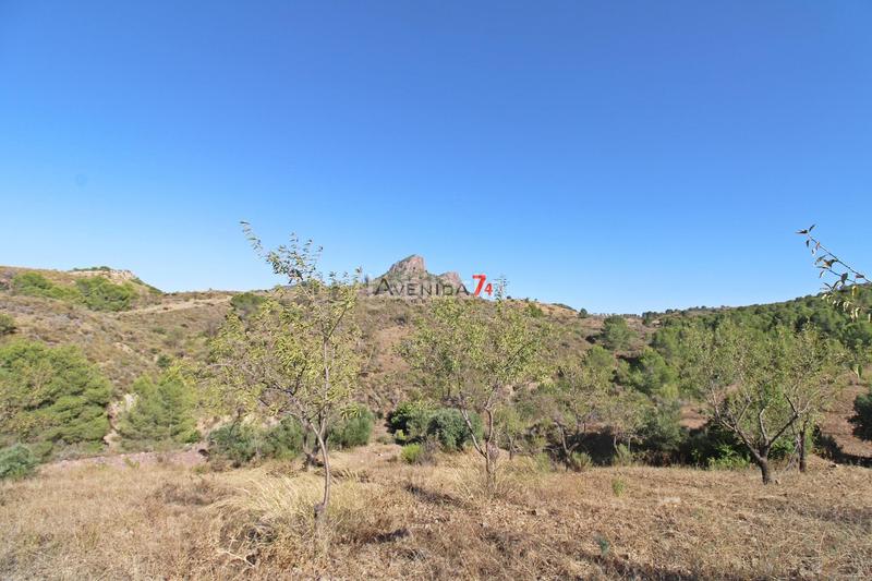 Foto 9096699e-1534-493b-b271-4f83a8cc2883. Mas dans Parrilla Lorca