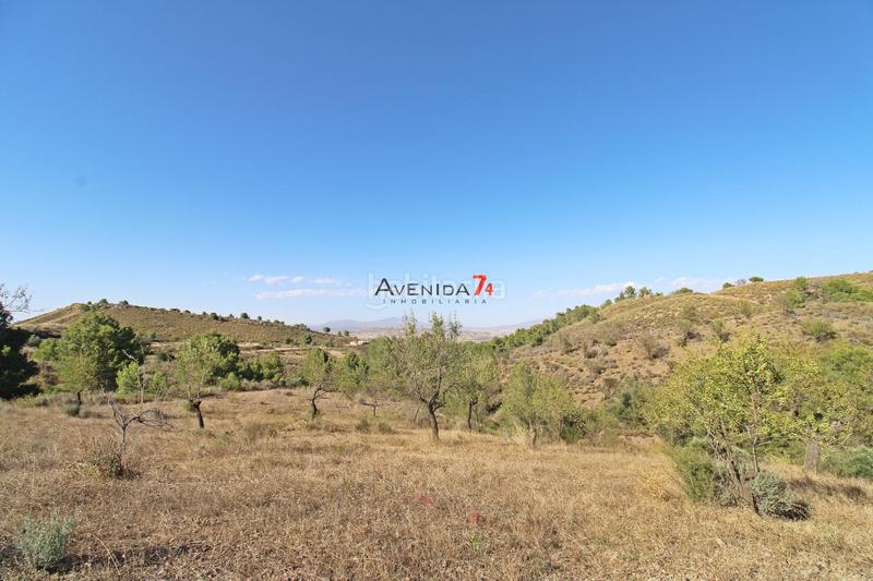 Foto 958ce31b-4bd1-4a69-8c95-87f51cbbda09. Mas dans Parrilla Lorca