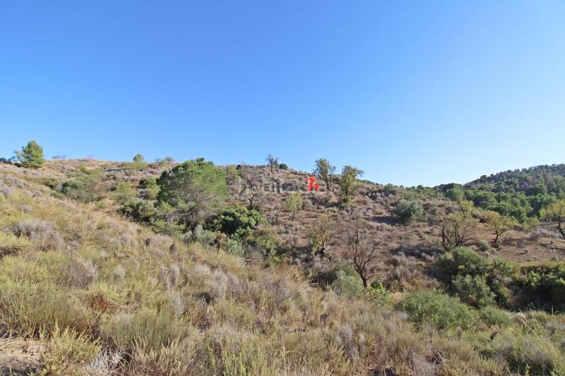 Foto 98675bd4-9f3a-41fa-a1b7-b7bbb133c0db. Mas dans Parrilla Lorca