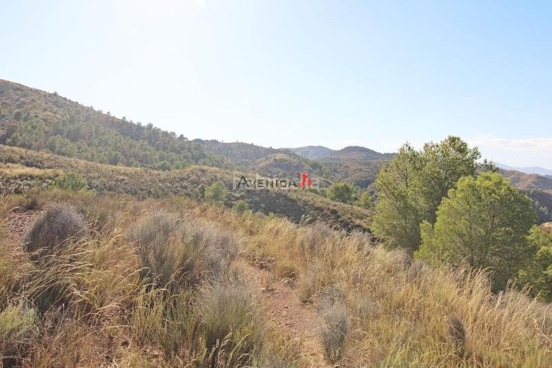 Foto d68dee43-24a5-4f76-96b5-0ab4cf64dbce. Mas dans Parrilla Lorca