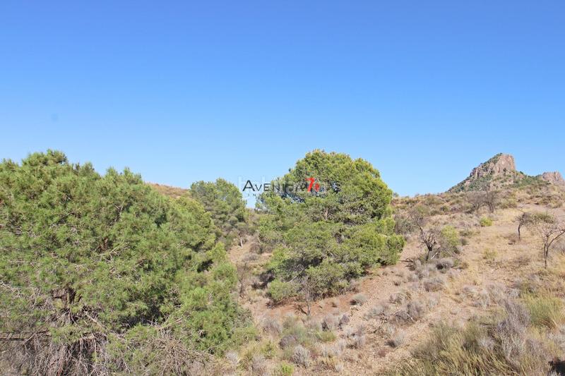 Foto ed6cf57c-6ff2-4cb9-a703-98efc1d3d121. Mas dans Parrilla Lorca