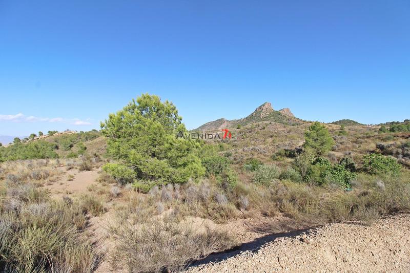 Foto fa409fdd-341a-4d04-ade6-df1356f16bc3. Mas dans Parrilla Lorca