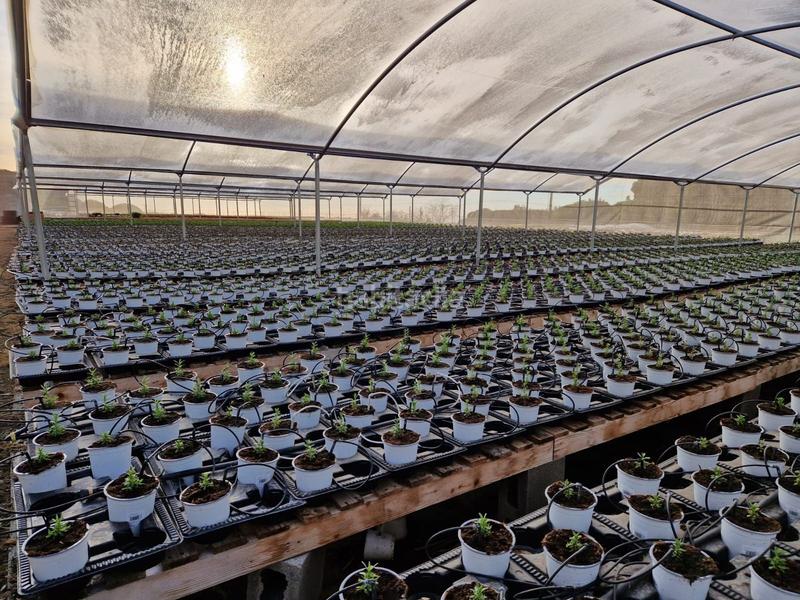 Foto e977c479-bd59-4940-b6db-90140597c6f6. Finca rústica finca rustica con grandes servicios en Sant Cebrià de Vallalta