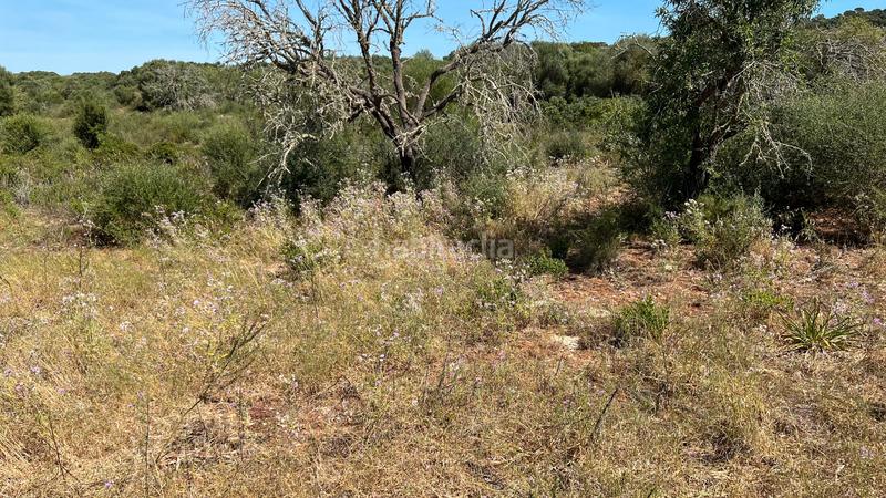 Foto 352fdac3-e247-4899-b731-bf9e2e8d1e20. Terrain résidentiel dans S´Alquería Blanca - Calonge Santanyí