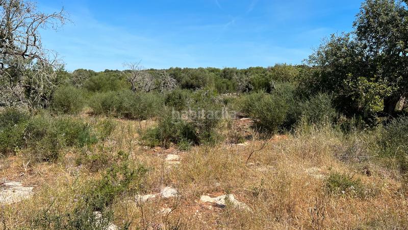 Foto 450b7361-61e9-498a-840b-05a29a061ff2. Terrain résidentiel dans S´Alquería Blanca - Calonge Santanyí