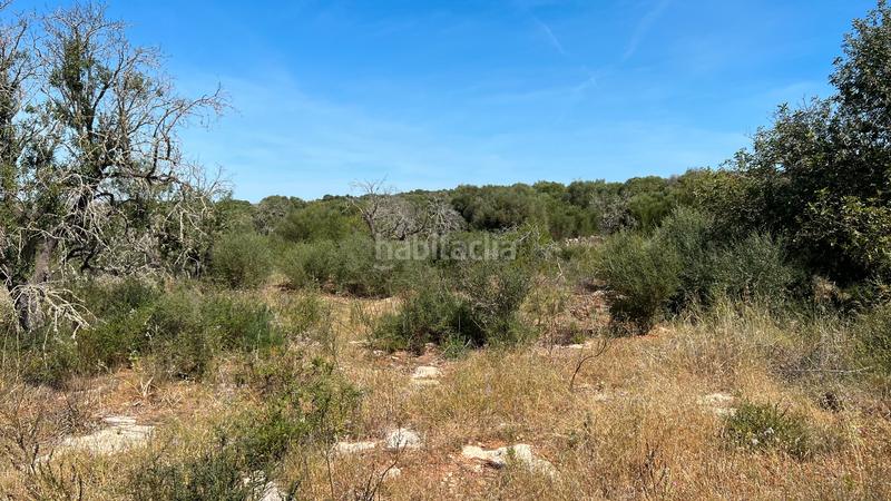 Foto 4164a7e4-9e14-4eac-98c7-eab62d5235ed. Wohngrundstück in S´Alquería Blanca - Calonge Santanyí