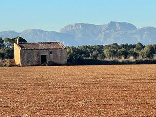 Finca rústica  Ma-3130. Inmo mallorca. finca 6 cuarteradas para unifamiliar algaida