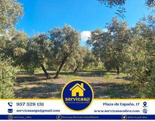 Propriété à Moriles. ??finca de olivos en moriles??