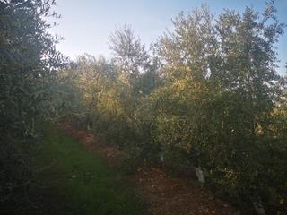 Finca rústica a Fuente Palmera