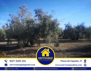 Rural plot in Cabra