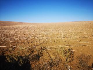 Rural plot in Fuente Palmera