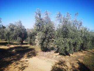 Rural plot in Calle santiago 4