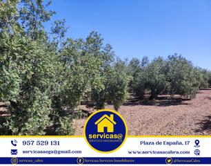 Rural plot in Cabra