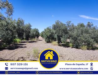 Rural plot in Cabra