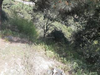 Terreny residencial a Can Massuet del Far. Ocasion 3 parcelas juntas