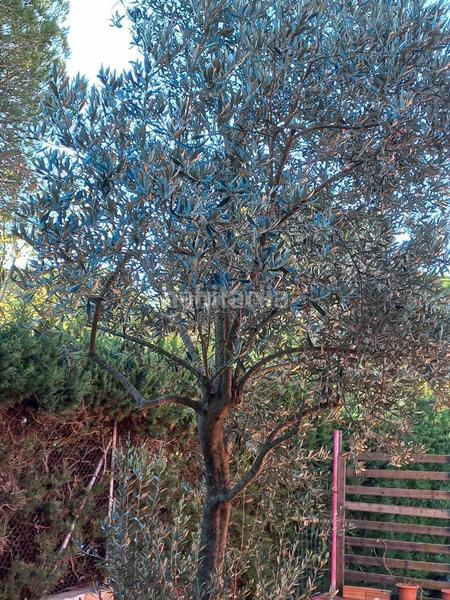 Foto 64e5c7dd-d069-4f58-a265-da9c3e8246f1. Casa con piscina in Can Massuet del Far Dosrius