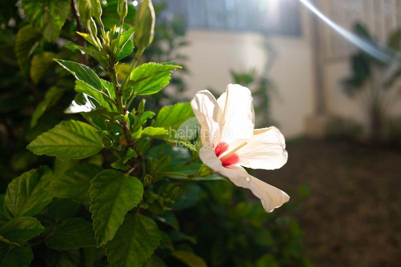 Foto f5d63dc7-1e6c-4e43-9629-12e3474f70e5. Chalet avec chauffage parking piscine dans Altafulla