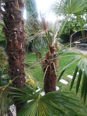 Xalet en Conde Orgaz - Piovera. Conde orgazpiovera