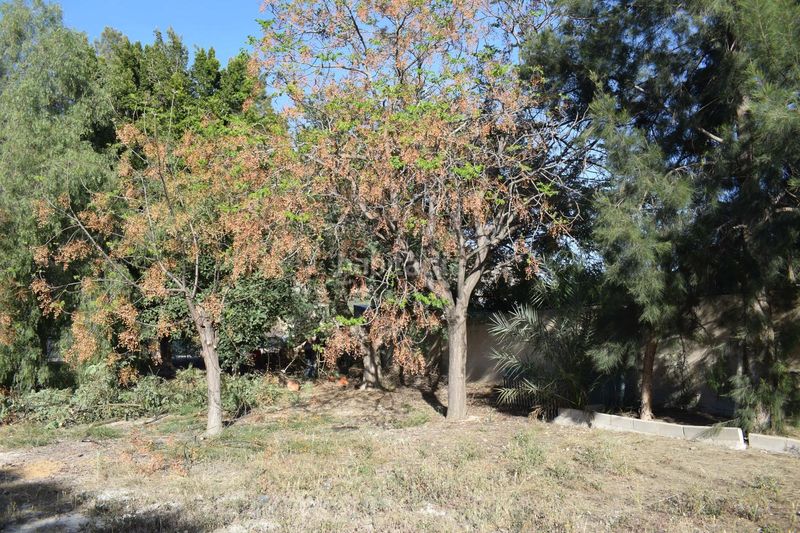 Foto bf85e6d5-d749-436c-bfd8-7ad8c83bd93a. Casa a Redován