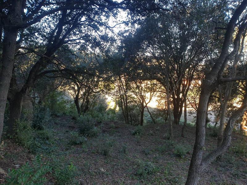 Foto 7dd645e1-d820-4d18-81f1-e757d09aa495. Propriété dans mercuri 5 dans Sa Riera-Sa Fontansa Begur