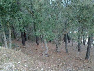 Terreny residencial a Serra Brava. Venta de parcela en lloret en serra brava