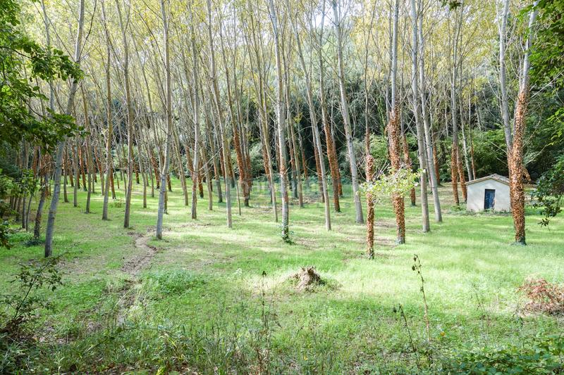 Foto 1aeca075-ae94-4a4a-bf45-b180ea2bfb31. Casa amb calefacció aparcament piscina a Sant Feliu de Buixalleu