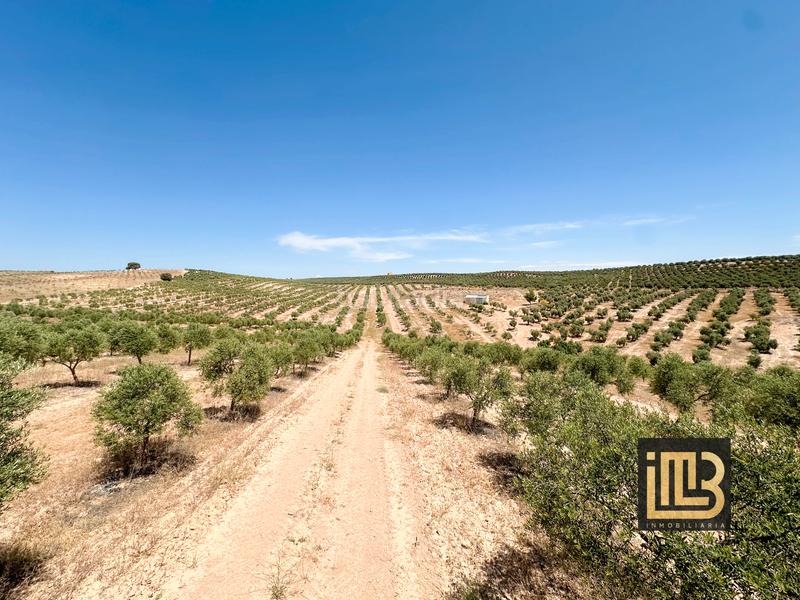 Foto 90414bfb-1d7b-4356-b6eb-2769cfccb9b8. Finca rústica a avenida de jaén 13 a Cabra del Santo Cristo