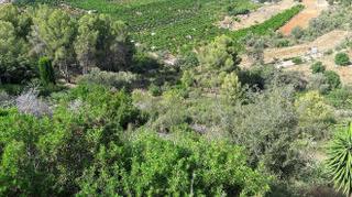 Terreno residencial en Pego