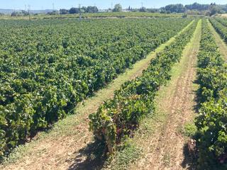 Finca rústica a Arboç (L´). Terrenos agrícolas con viñedos y agua en plena producción
