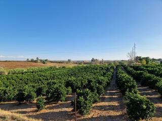 Pis a Lora del Río. Parcela de naranjas variedad barberinas, la parcela consta de 45