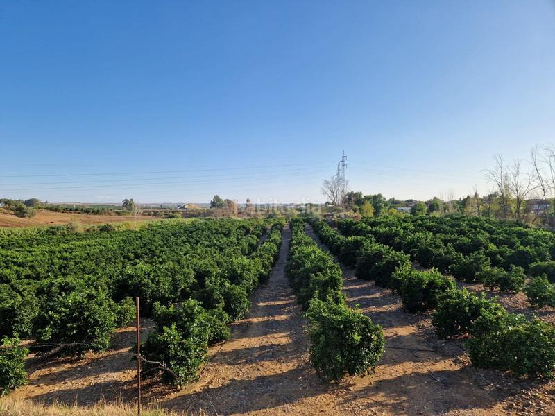 Foto 35435527-57ac-4662-82f9-ecdead1cebff. Piso parcela de naranjas variedad barberinas, la parcela consta de 4500 metros cuadrados en buena zona, cercana al pueblo. la propiedad en Lora del Río