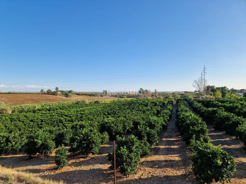 Foto 3b666c22-3b7e-47ec-9ef0-1c7cb37dd2a3. Piso parcela de naranjas variedad barberinas, la parcela consta de 4500 metros cuadrados en buena zona, cercana al pueblo. la propiedad en Lora del Río