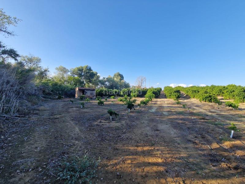 Foto 557ac04f-2b6c-48bd-86c2-270619261bc1. Piso parcela de naranjas variedad barberinas, la parcela consta de 4500 metros cuadrados en buena zona, cercana al pueblo. la propiedad en Lora del Río