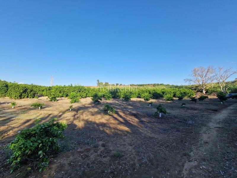Foto 585a78e1-6195-4097-a744-4447cf98af6f. Piso parcela de naranjas variedad barberinas, la parcela consta de 4500 metros cuadrados en buena zona, cercana al pueblo. la propiedad en Lora del Río
