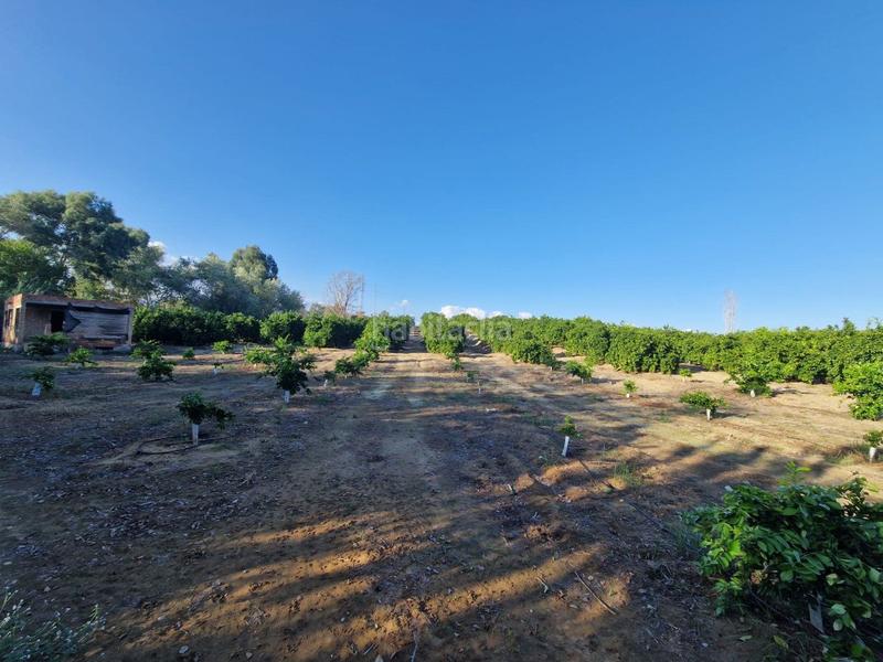 Foto 991d3da0-40fc-4fca-8550-d6728edad940. Piso parcela de naranjas variedad barberinas, la parcela consta de 4500 metros cuadrados en buena zona, cercana al pueblo. la propiedad en Lora del Río