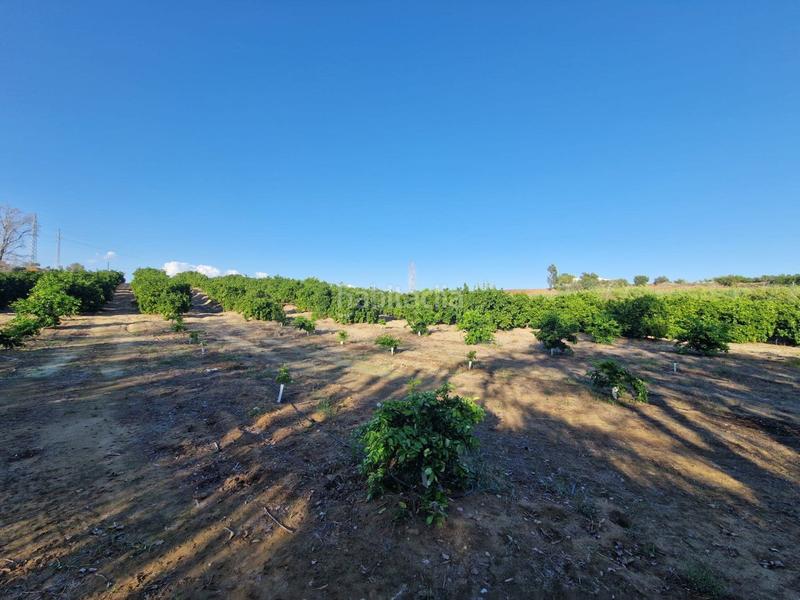 Foto ae7c9363-9d9e-47ce-af0d-938f7eba2579. Piso parcela de naranjas variedad barberinas, la parcela consta de 4500 metros cuadrados en buena zona, cercana al pueblo. la propiedad en Lora del Río