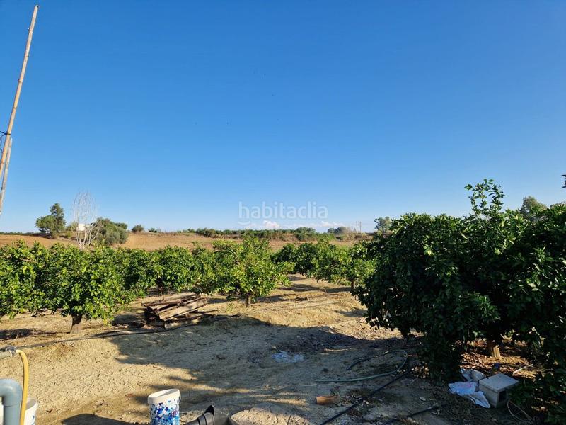 Foto b5e3326c-c330-4e19-9490-567bfa2219d8. Piso parcela de naranjas variedad barberinas, la parcela consta de 4500 metros cuadrados en buena zona, cercana al pueblo. la propiedad en Lora del Río