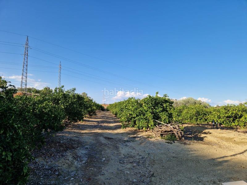 Foto bfde9470-3282-49be-af04-23a7fbe5a857. Piso parcela de naranjas variedad barberinas, la parcela consta de 4500 metros cuadrados en buena zona, cercana al pueblo. la propiedad en Lora del Río