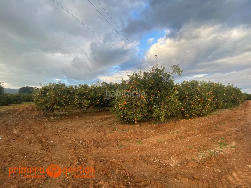 Foto ca42d690-abaf-4c8d-a16c-fa1c1657bd7a. Terreny residencial a poligono 13 a Lora del Río