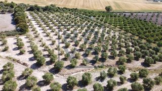 Terreny residencial a Cuervo de Sevilla (El). Finca rústica con olivar