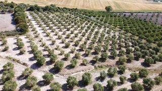 Terreny residencial a Cuervo de Sevilla (El). Finca rústica con olivar