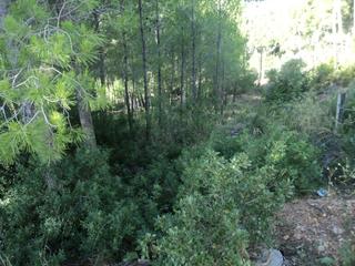 Terreny residencial a Bigues i Riells. En plena naturaleza