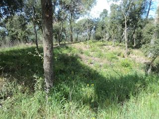 Terreny residencial a Bigues i Riells. Plena naturaleza