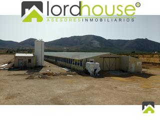 Fabrikhalle  N/a. 1208. explotación avícola en venta en lorca murcia  en plena pro